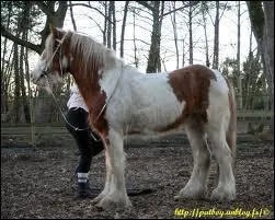 Qu'est ce qu'un Hongre ?