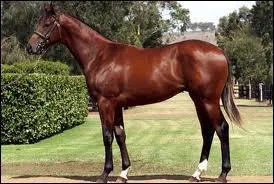 Qu'est-ce qu'un Yearling ?