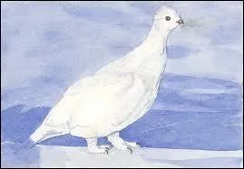 Il change de plumage et devient presque totalement blanc en hiver... On l'appelle aussi ''perdrix des neiges'' .