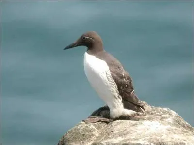 Ca ressemble beaucoup à un pingouin...
