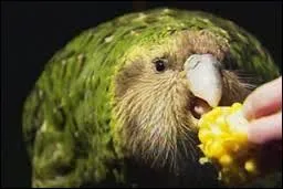 C'est le perroquet le plus lourd du monde ! Il ne vole pas et vit en Nouvelle-Zélande. Les Maoris l'appellent...