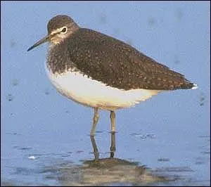 Quel oiseau est un échassier ?