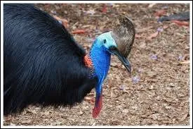 Oiseau coureur d'Australie et de Nouvelle-Guinée...