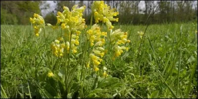 Quel est l'autre nom de la primevère officinale, qui se trouve être aussi un oiseau ?
