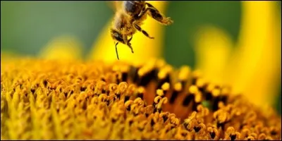 Comment appelle-t-on la poudre jaune que l'on trouve dans les fleurs ?