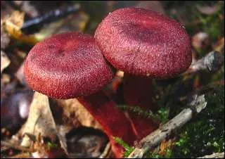 Le cortinaire sanguin est-il un champignon comestible ?