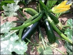 Que reconnaissez-vous sur cette image ?