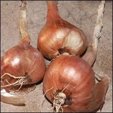 Quelle est cette plante potagre ?