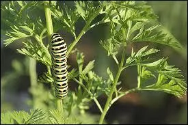 Quelles sont ces feuilles ?