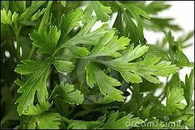 Quelles sont ces feuilles ?