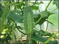 Que voyez-vous sur cette photo ?