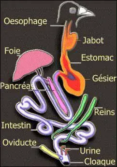 Qu'est-ce que le gsier chez un oiseau ?