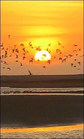 Quel(s) autres lment(s) permet(tent)  l'oiseau migrateur de s'orienter ?