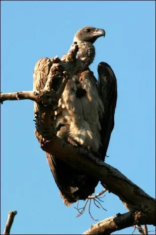 Certaines espces peuvent entrer en collision avec des avions de ligne. A quelle altitude maximale a-t-on repr des vautours de Rppel ?
