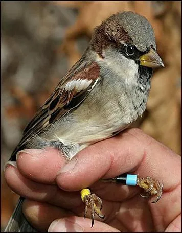 Qu'est-ce qu'un passereau ?