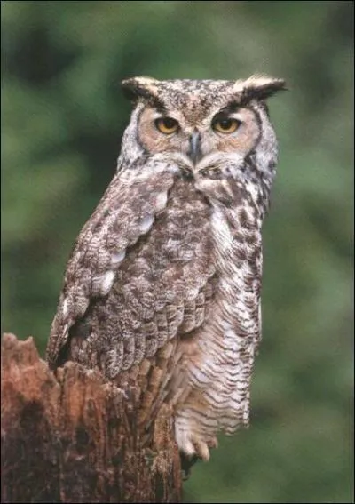 Quelle diffrence y a-t-il entre les chouettes et les hiboux ?