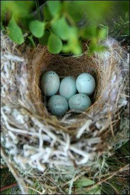 A quelle priode a lieu la reproduction chez la majorit des oiseaux de France ?