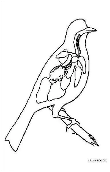 A quoi servent les 'sacs ariens' des oiseaux ?