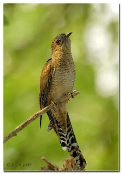 Quelle est la spcificit des coucous en matire de reproduction ?