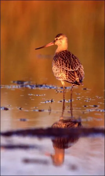 La barge rousse est un chassier champion des migrations longues distance. Combien de temps peut-elle voler sans se poser ?
