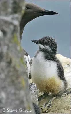 Pourquoi les jeunes guillemots font-ils le 'saut de la mort' depuis une falaise ?