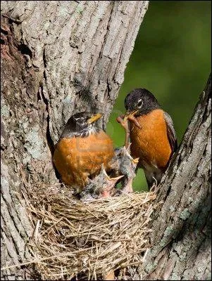 Quelle quantit de vers de terre mange quotidiennement un merle qui pse 100 grammes ?