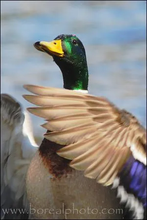 Quels oiseaux ne sont PAS migrateurs ?