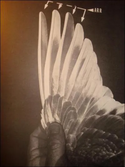 Comment s'appellent les plumes les plus longues situes sur les ailes ?