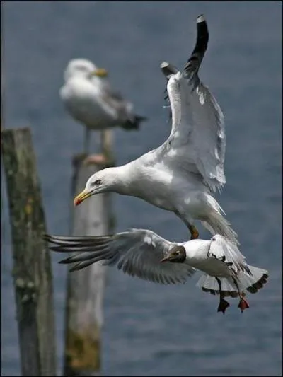 Quelle est la diffrence entre une mouette et un goland ?