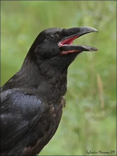 Quel oiseau est le spcialiste du vol sur le dos ?