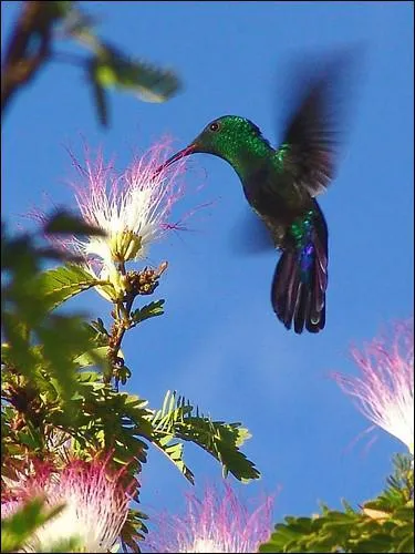 Quel oiseau est le seul  pouvoir voler  reculons ?