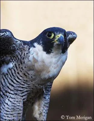 Quel oiseau dtient le record de rapidit en vol, avec une vitesse de prs de 200km/h ?