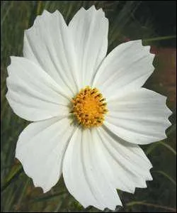 Cette fleur perd facilement ses pétales en temps de pluie. Quel est son nom ?