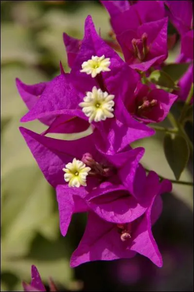 Rampante ou grimpante, elle possède des fleurs mauves. Quelle est-elle ?