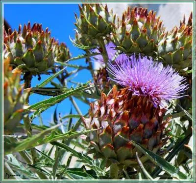 Quel est le nom de cette fleur étrange mauve ?