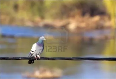 Si je tire sur une ligne o il y a dix pigeons et j'en touche un, combien reste-t-il de pigeons sur la ligne ?