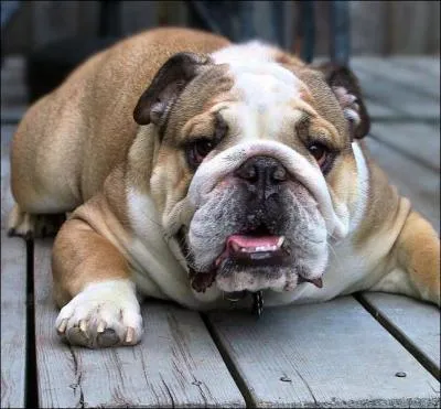 Que signifie le nom 'bulldog'  l'origine ?