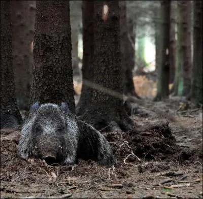Lorsque l'on parle du sanglier, qu'est-ce que la 'bauge' ?