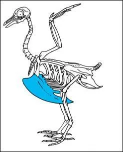 Chez les oiseaux, comment s'appelle la partie colorie en bleu sur la photo ? (Il s'agit de l'organe prominent sur lequel s'insrent les puissants muscles pectoraux, ncessaires au vol)