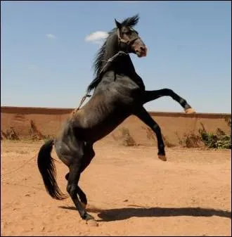 Le barbe, originaire d'Afrique du Nord, est un :