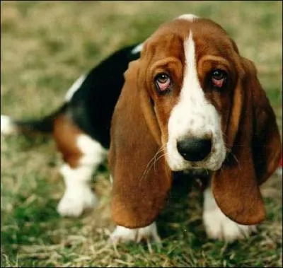 Quel est le nom de ces chiens courants, aux pattes courtes et parfois torses ?