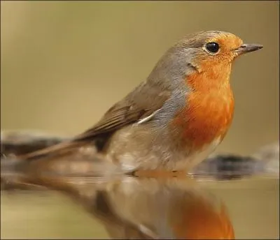 C'est le nom de diffrents passereaux au bec droit et effil, tels que la fauvette, le rossignol ou encore le rouge-gorge. Il s'agit du :