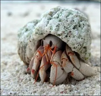 Ce crustac  la capacit de changer de coquille quand il le souhaite. C'est le :