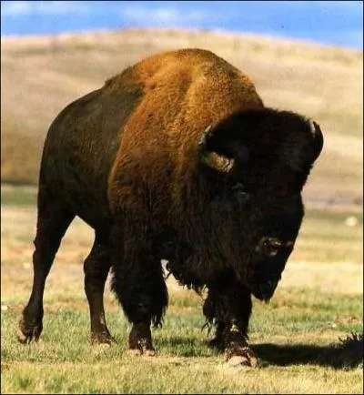 Il n'existe que deux espces encore vivantes de bisons. Laquelle est reprsente sur l'image ?
