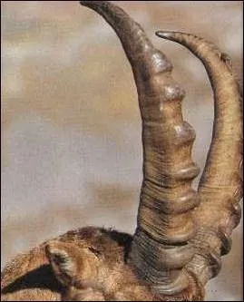 Ces cornes sont celles d'un :