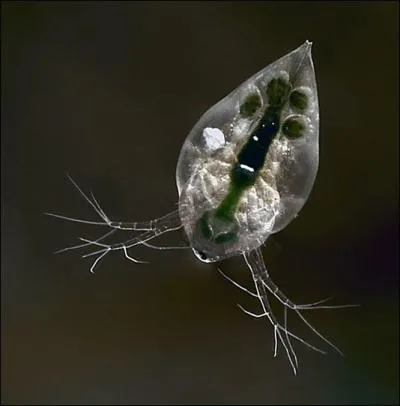 Quel animal n'appartient pas  la sous-branche des branchiopodes ?