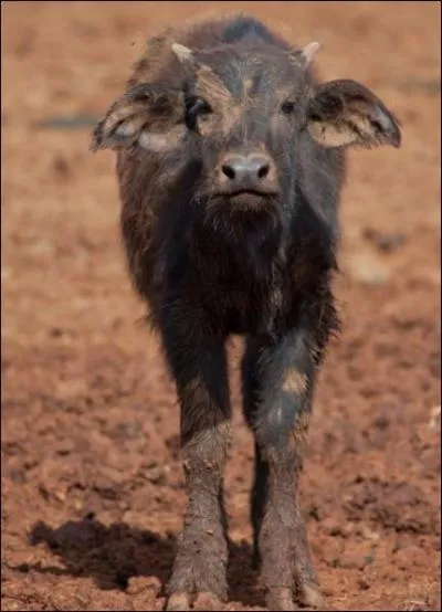 Quel nom n'est jamais utilis pour dsigner le petit du buffle ?