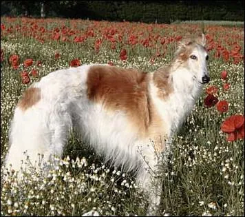 Le barzo est un lvrier :