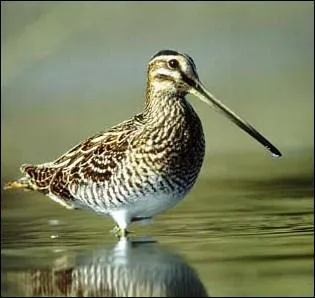 Quel est cet chassier, qui porte le mme nom qu'une hrone de BD trs clbre ?