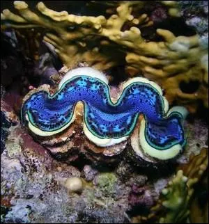 Quel est le nom de ce mollusque, qui rappelle invariablement quelque chose ou quelqu'un de sacr ?